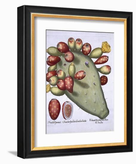 Folium Opuntia from Hortus Eystettensis by Basil Besler-null-Framed Giclee Print