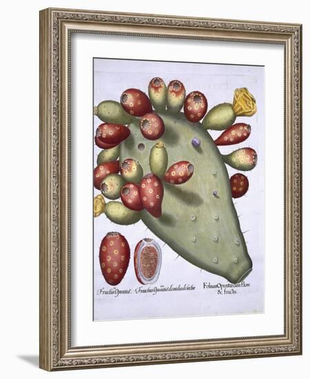 Folium Opuntia from Hortus Eystettensis by Basil Besler-null-Framed Giclee Print