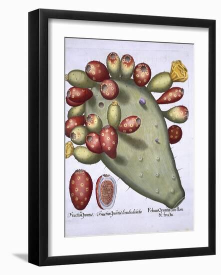 Folium Opuntia from Hortus Eystettensis by Basil Besler-null-Framed Giclee Print