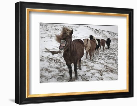 Follow me guys!-Bragi Ingibergsson --Framed Photographic Print