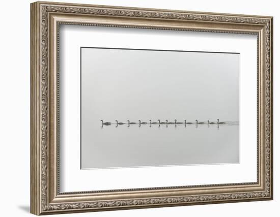 Follow Me-Nick Kalathas-Framed Photographic Print