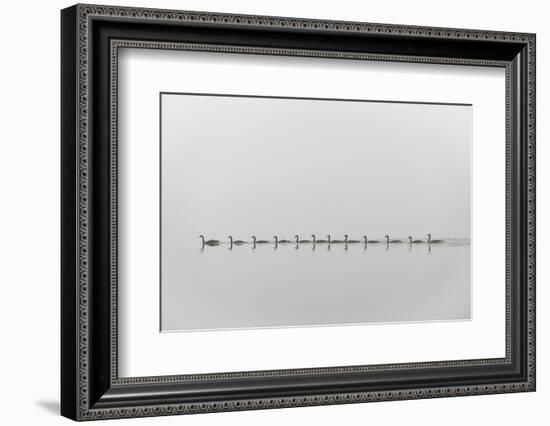 Follow Me-Nick Kalathas-Framed Photographic Print