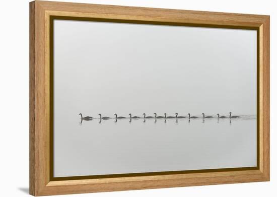 Follow Me-Nick Kalathas-Framed Premier Image Canvas