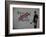 Follow your dreams-Banksy-Framed Art Print