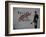 Follow your dreams-Banksy-Framed Art Print