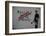 Follow your dreams-Banksy-Framed Art Print