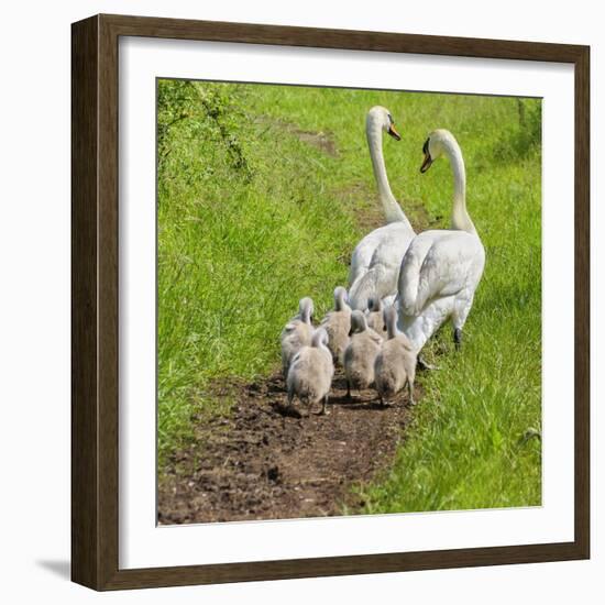 Following Mum and Dad-Adrian Campfield-Framed Photographic Print