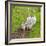 Following Mum and Dad-Adrian Campfield-Framed Photographic Print