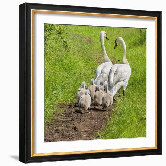 Following Mum and Dad-Adrian Campfield-Framed Photographic Print