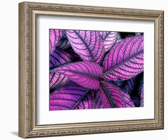 Fond Dous Estate, Persian Shield, St. Lucia, Caribbean-Greg Johnston-Framed Photographic Print