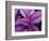 Fond Dous Estate, Persian Shield, St. Lucia, Caribbean-Greg Johnston-Framed Photographic Print