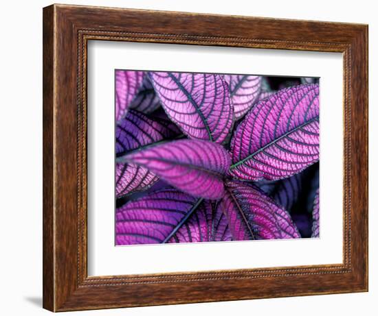 Fond Dous Estate, Persian Shield, St. Lucia, Caribbean-Greg Johnston-Framed Photographic Print