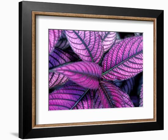 Fond Dous Estate, Persian Shield, St. Lucia, Caribbean-Greg Johnston-Framed Photographic Print