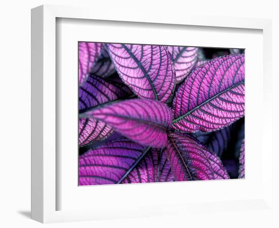 Fond Dous Estate, Persian Shield, St. Lucia, Caribbean-Greg Johnston-Framed Photographic Print