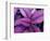 Fond Dous Estate, Persian Shield, St. Lucia, Caribbean-Greg Johnston-Framed Photographic Print