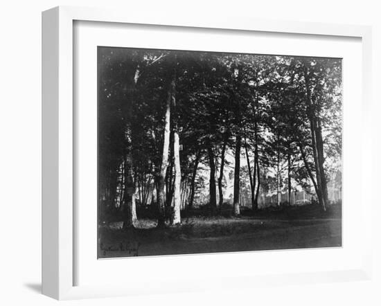 Fontainebleau, 1849 - Study of Trees and Pathways-Gustave Le Gray-Framed Art Print