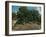 Fontainebleau: Oak Trees at Bas-Bréau, 1832-3-Jean-Baptiste-Camille Corot-Framed Giclee Print