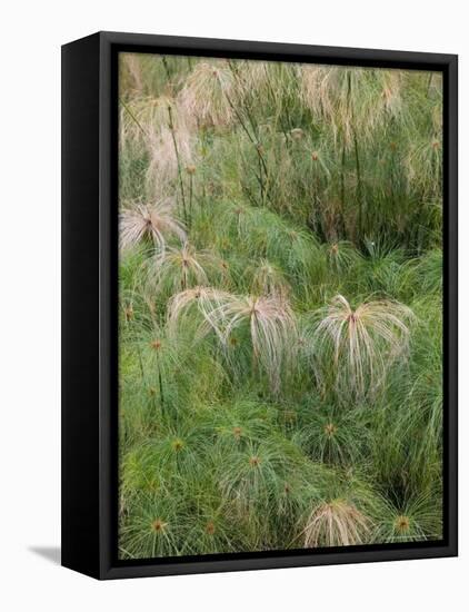 Fontana Aretusa, Papyrus Plant Detail, Ortygia Island, Syracuse, Sicily, Italy-Walter Bibikow-Framed Premier Image Canvas