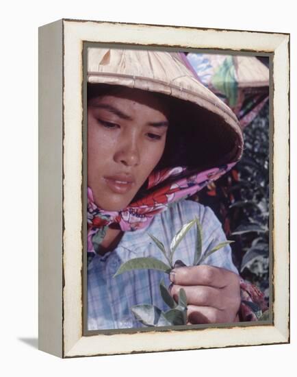 Food: Chinese Woman Picking Shoots from a Tea Plant-Michael Rougier-Framed Premier Image Canvas