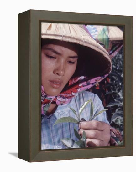 Food: Chinese Woman Picking Shoots from a Tea Plant-Michael Rougier-Framed Premier Image Canvas