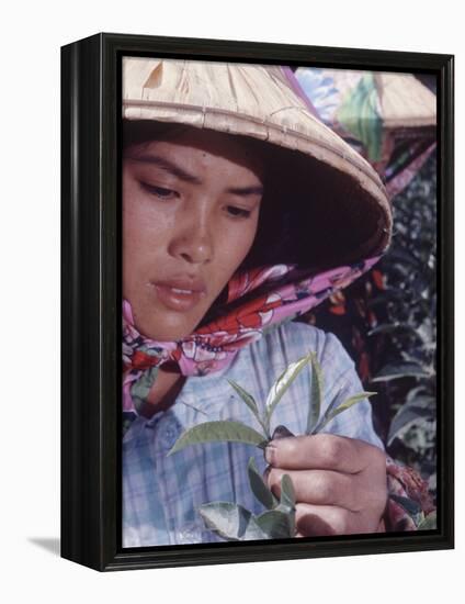 Food: Chinese Woman Picking Shoots from a Tea Plant-Michael Rougier-Framed Premier Image Canvas