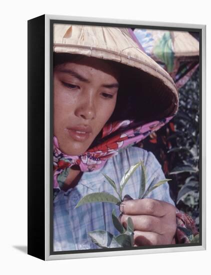 Food: Chinese Woman Picking Shoots from a Tea Plant-Michael Rougier-Framed Premier Image Canvas