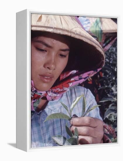 Food: Chinese Woman Picking Shoots from a Tea Plant-Michael Rougier-Framed Premier Image Canvas