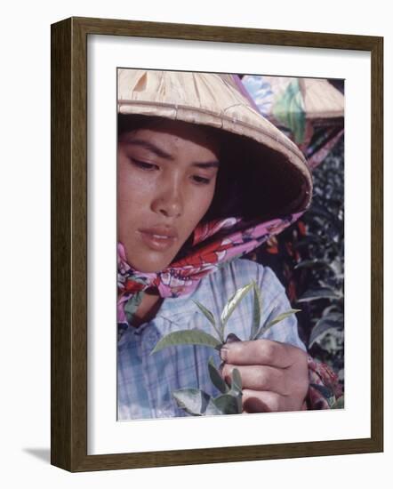 Food: Chinese Woman Picking Shoots from a Tea Plant-Michael Rougier-Framed Photographic Print