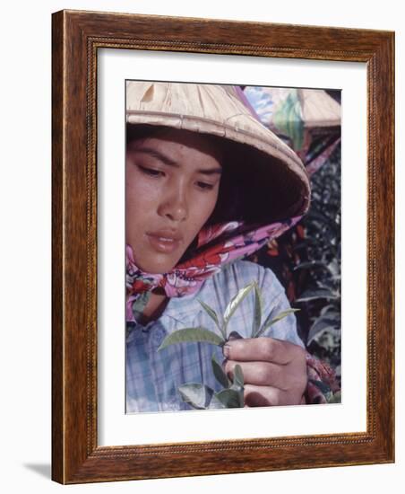 Food: Chinese Woman Picking Shoots from a Tea Plant-Michael Rougier-Framed Photographic Print