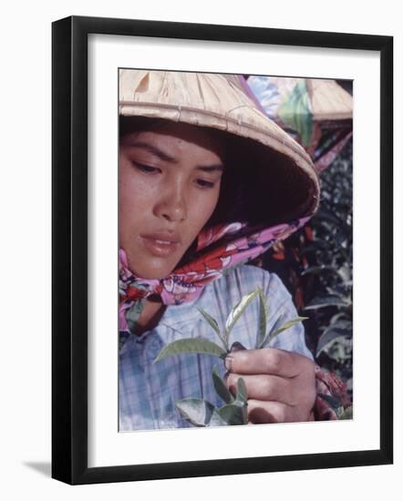 Food: Chinese Woman Picking Shoots from a Tea Plant-Michael Rougier-Framed Photographic Print