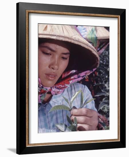 Food: Chinese Woman Picking Shoots from a Tea Plant-Michael Rougier-Framed Photographic Print