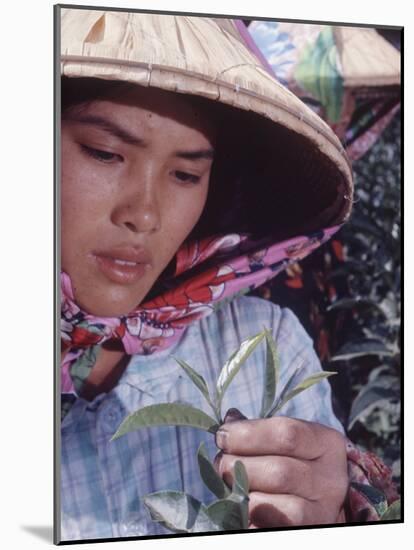 Food: Chinese Woman Picking Shoots from a Tea Plant-Michael Rougier-Mounted Photographic Print