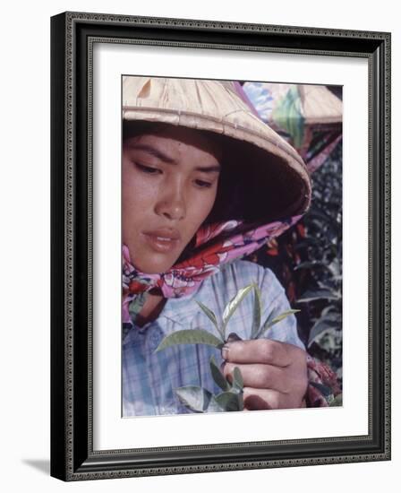 Food: Chinese Woman Picking Shoots from a Tea Plant-Michael Rougier-Framed Photographic Print