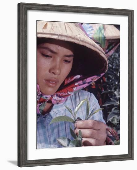 Food: Chinese Woman Picking Shoots from a Tea Plant-Michael Rougier-Framed Photographic Print