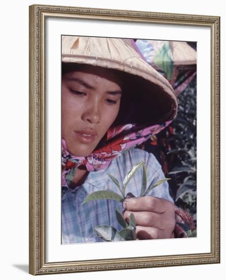 Food: Chinese Woman Picking Shoots from a Tea Plant-Michael Rougier-Framed Photographic Print