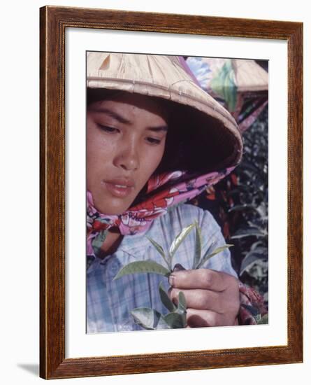 Food: Chinese Woman Picking Shoots from a Tea Plant-Michael Rougier-Framed Photographic Print