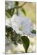Premium Photographic Print