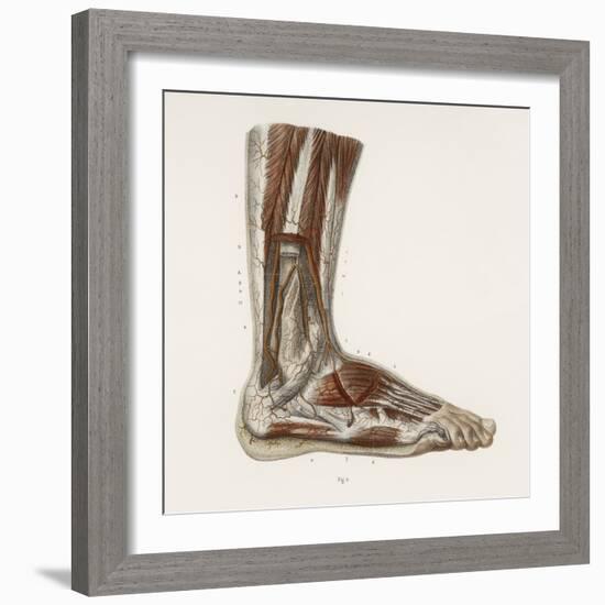 Foot Anatomy, 19th Century Illustration-Science Photo Library-Framed Premium Photographic Print