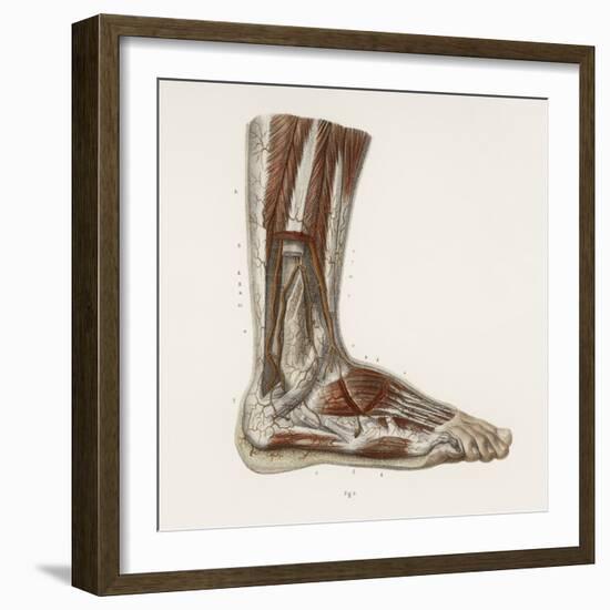 Foot Anatomy, 19th Century Illustration-Science Photo Library-Framed Premium Photographic Print