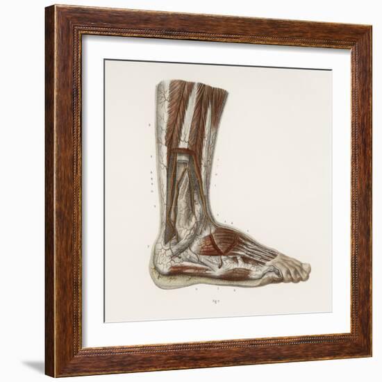 Foot Anatomy, 19th Century Illustration-Science Photo Library-Framed Premium Photographic Print