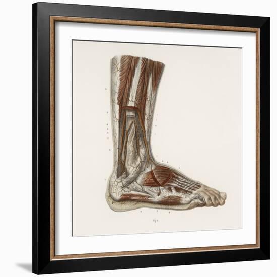 Foot Anatomy, 19th Century Illustration-Science Photo Library-Framed Premium Photographic Print