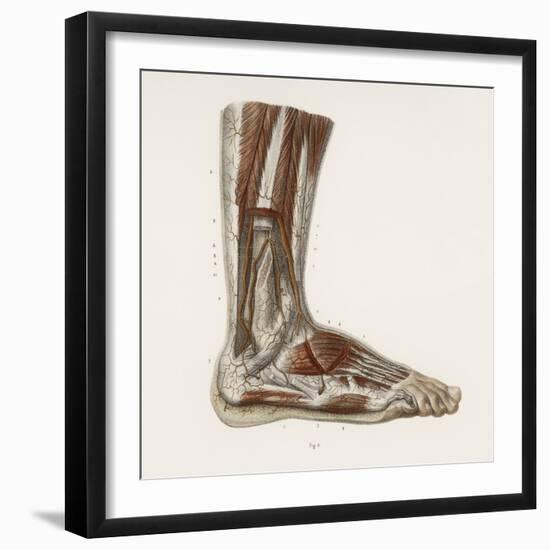 Foot Anatomy, 19th Century Illustration-Science Photo Library-Framed Premium Photographic Print