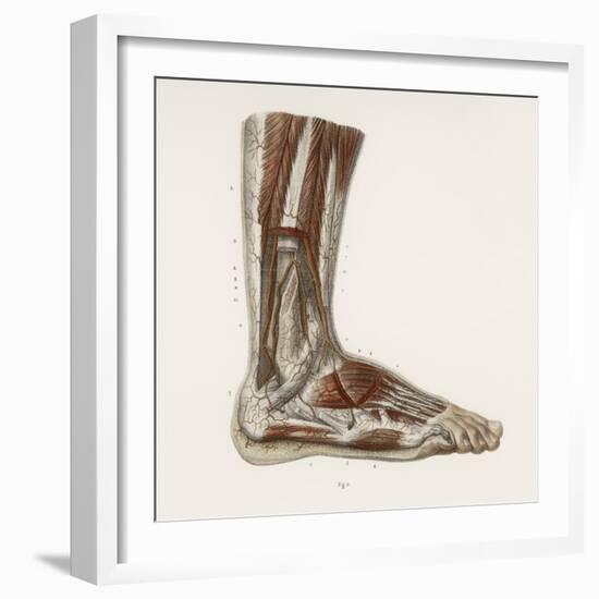 Foot Anatomy, 19th Century Illustration-Science Photo Library-Framed Premium Photographic Print