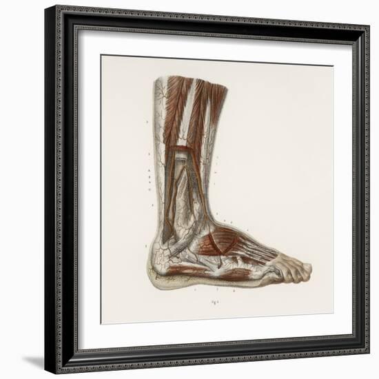 Foot Anatomy, 19th Century Illustration-Science Photo Library-Framed Premium Photographic Print