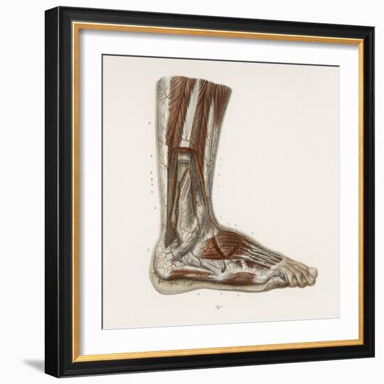 Foot Anatomy, 19th Century Illustration-Science Photo Library-Framed Premium Photographic Print