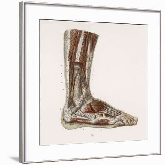 Foot Anatomy, 19th Century Illustration-Science Photo Library-Framed Photographic Print