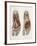 Foot Anatomy, 19th Century Illustration-Science Photo Library-Framed Photographic Print