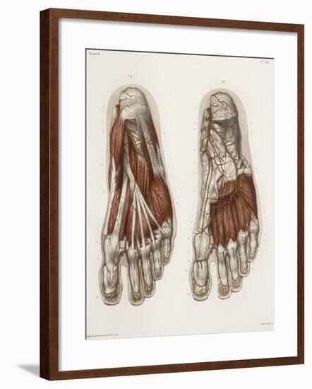 Foot Anatomy, 19th Century Illustration-Science Photo Library-Framed Photographic Print