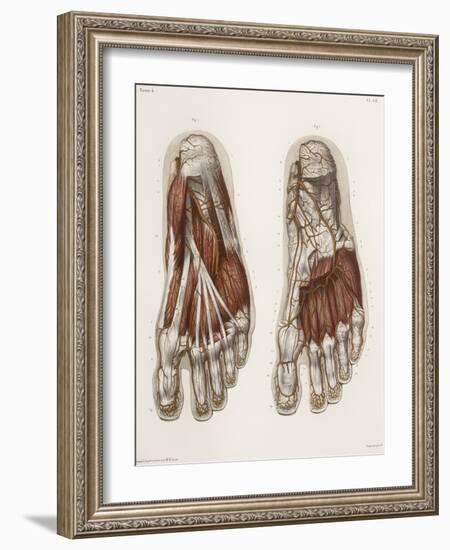 Foot Anatomy, 19th Century Illustration-Science Photo Library-Framed Photographic Print