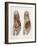 Foot Anatomy, 19th Century Illustration-Science Photo Library-Framed Photographic Print